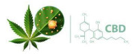 CBD